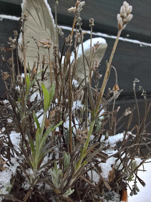 Vissnad lavendel med gröna skott och snö i en trädgård under vintern.