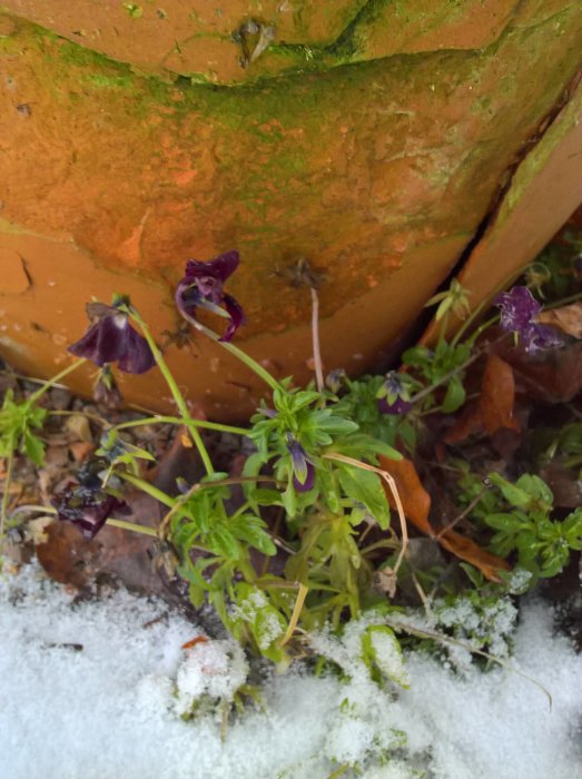 Vissna lila penséer vid kanten av en terrakottakruka med synlig grön lavendel och spår av snö.