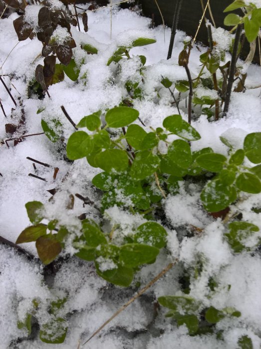 Örter täckta av snö med gröna blad som sticker fram, i ett vinterlandskap.