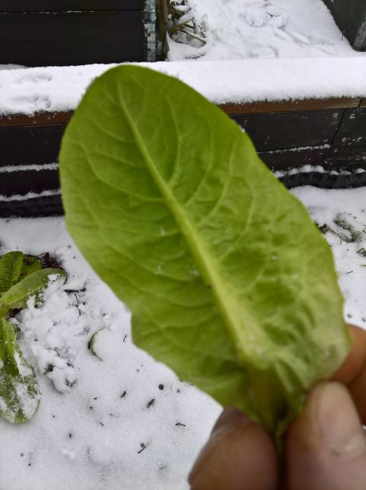 En hand håller ett färskt salladsblad framför snötäckt mark och odlingar.