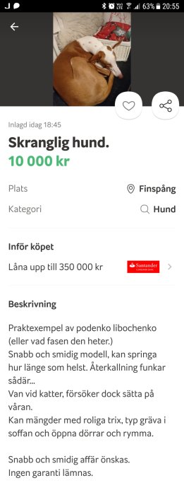 En brunvit hund i soffan rullar ihop sig kompakt.