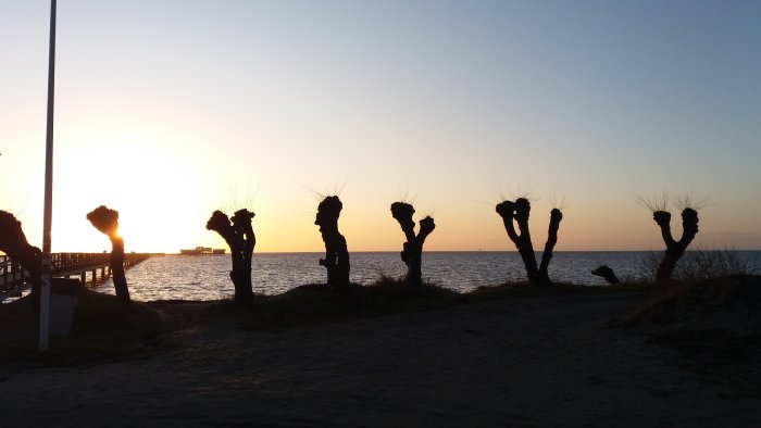 Solnedgång vid stranden med silhuetter av beskurna träd och en pir i bakgrunden.