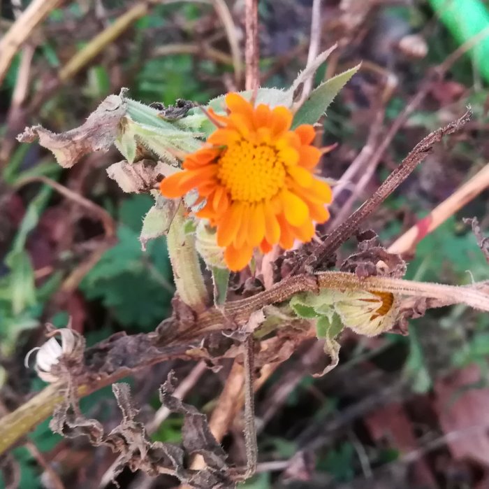 Blommande ringblomma på grenar som ser vissna ut.