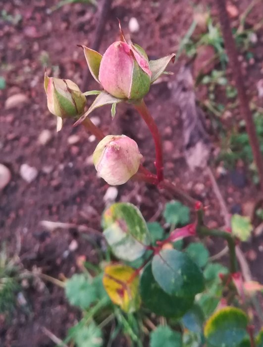 Odlade rosor med knoppar på förgrenad planta mot suddig bakgrund av jord.