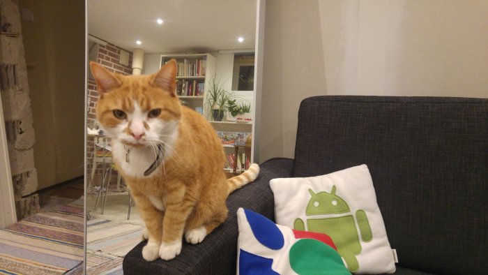 Orange-vit katt sitter på en soffa bredvid en kudde med Android-robotmotiv i ett vardagsrum.