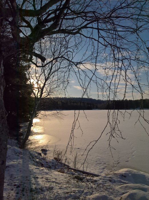 Vy över ett fruset vinterlandskap med snötäckt mark och isbelagt vatten vid solnedgång, trädgrenar i förgrunden.
