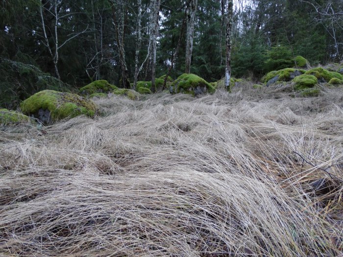 Skogsmark med böljande fjolårsgräs och mossbeklädda stenar bland träd.