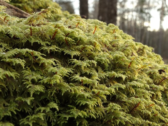 Närbild på frodig grön mossa med rödbruna stammar, i naturlig skogsmiljö.