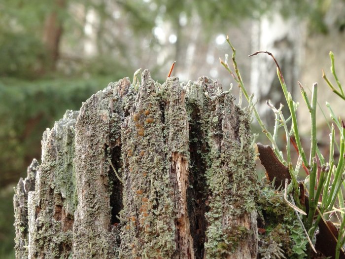 Närbild på en mossbeklädd stubbe med små växtskott i förgrunden, skogsbakgrund.