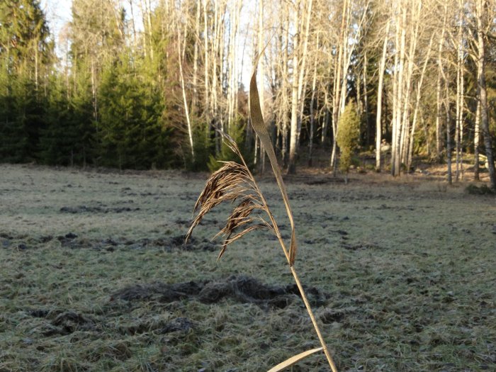 Fjolårsgräs i förgrunden med vildsvinens bökande i skogsmarken i bakgrunden.