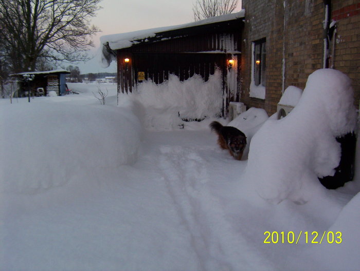 Snötäckt trädgård och hus med hund som går i djup snö.