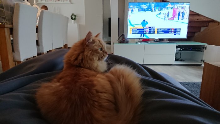 En katt ligger på en filt och tittar på skidåkning på TV i ett vardagsrum.