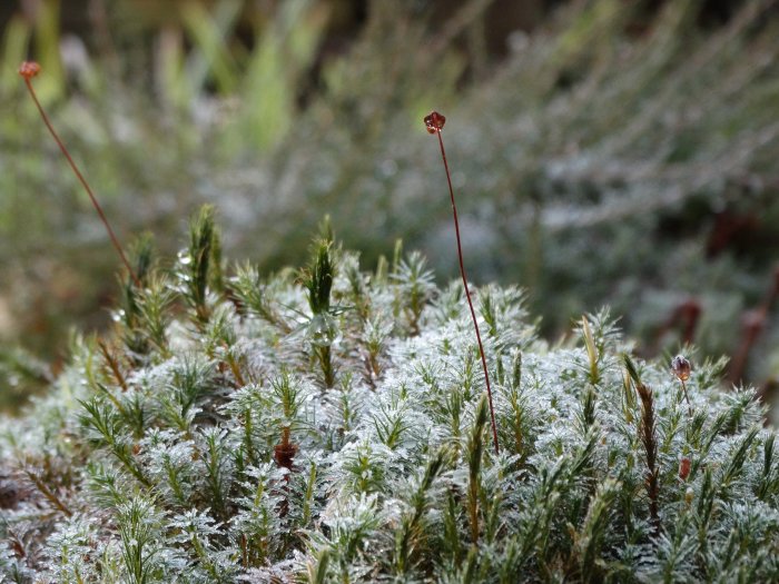 Frosttäckt björnmossa med rödbruna sporkapslar mot suddig grönskande bakgrund.