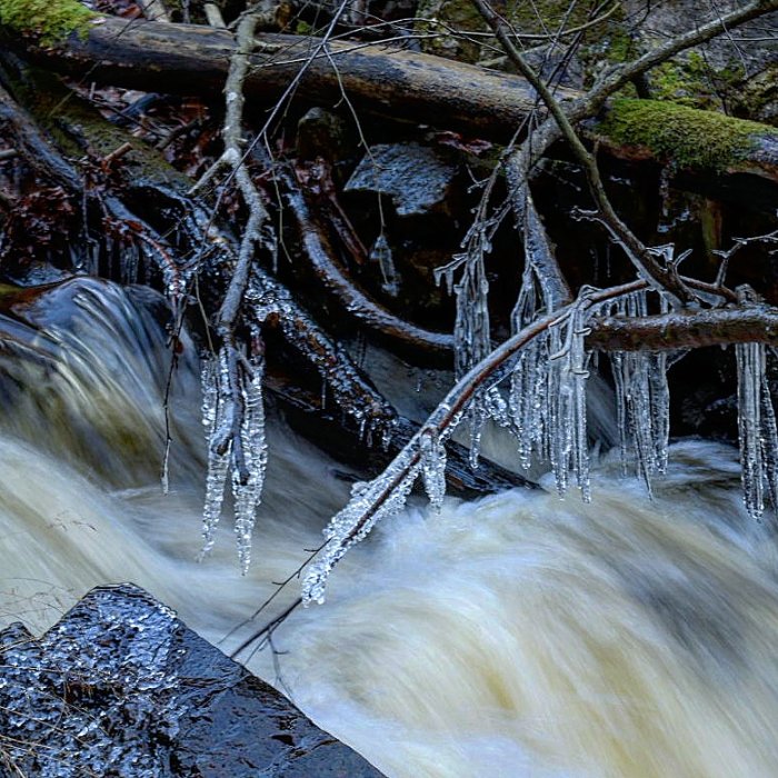 Istappar hänger från grenar ovanför en strömmande bäck i skogen.
