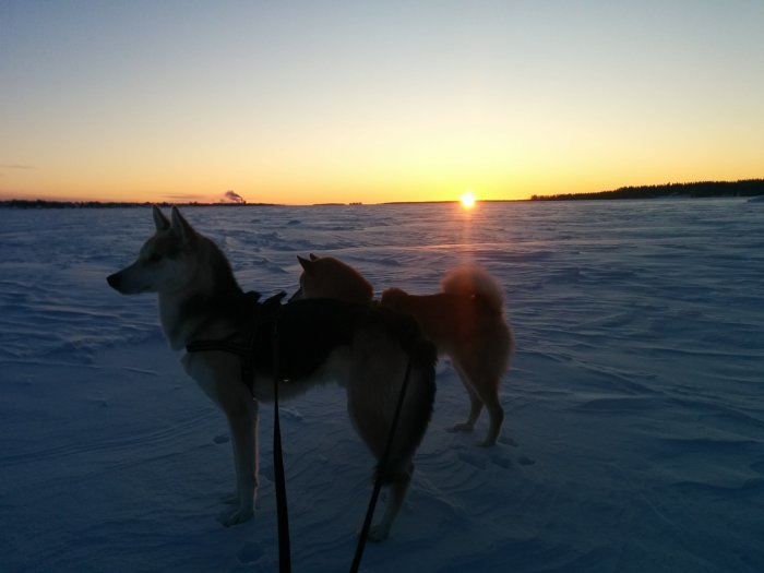 Huskyhundar på en snötäckt Kalixälven i soluppgången under en vintermorgonpromenad.