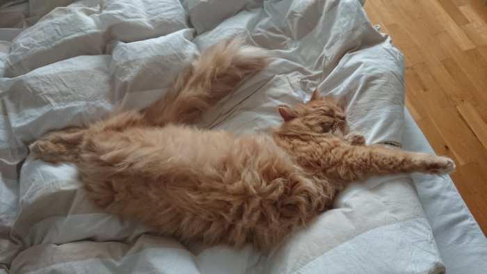 Lång-hårig orange katt som sträcker ut sig och sover på en oredad säng.