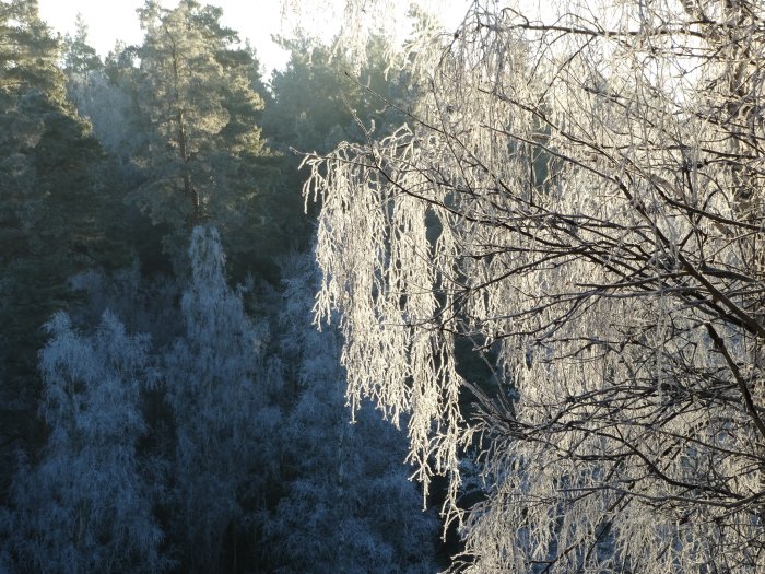Träd täckta av rimfrost i ett solbelyst vinterlandskap med klarblå himmel.