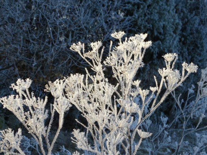 Växter täckta med rimfrost mot en bakgrund av frostiga träd under solig vintermorgon.