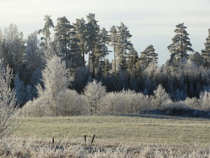 Frosttäckt landskap med träd och gräs i motljus av morgonsol.