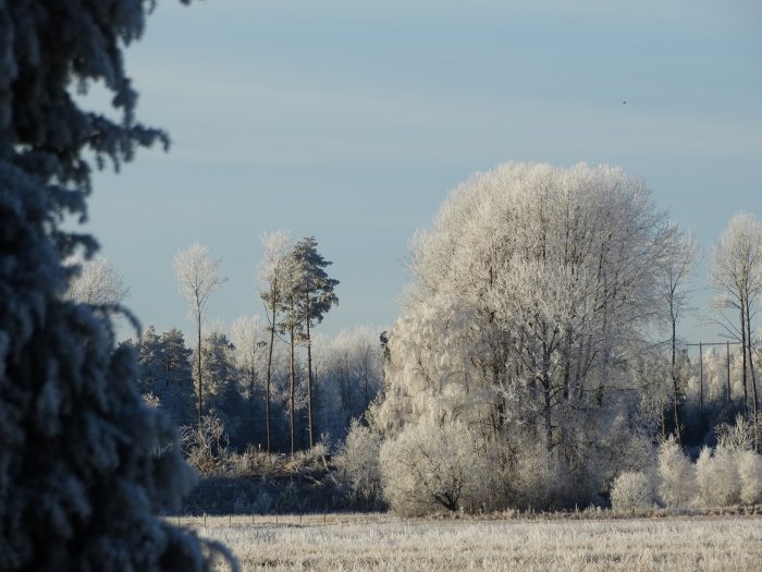 Vinterlandskap med rimfrosttäckta träd och strålande solsken.