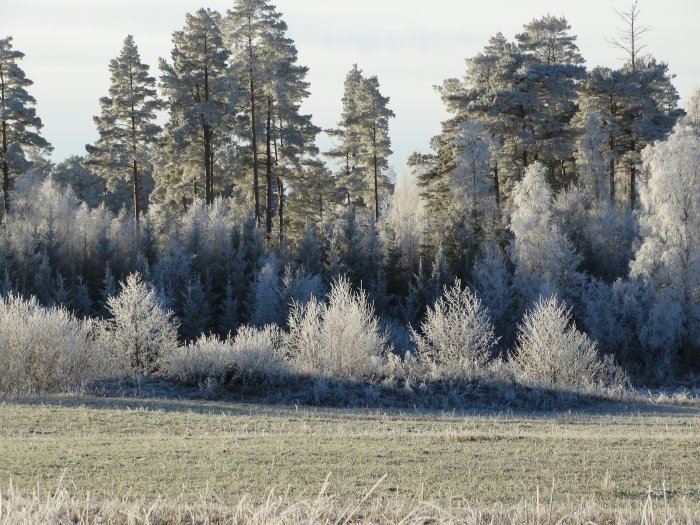 Träd och buskar täckta av rimfrost i soligt, fruset landskap.