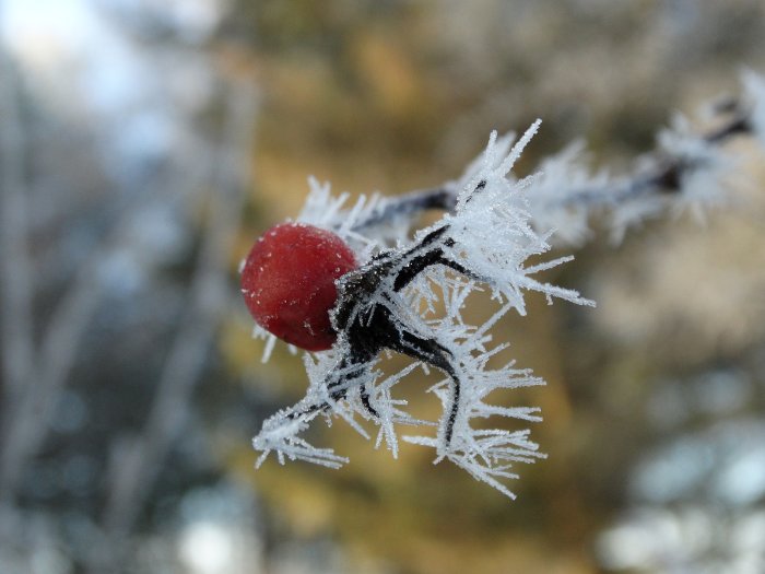 Röd bärfrukt täckt med rimfrost på en vintermorgon med solsken i bakgrunden.