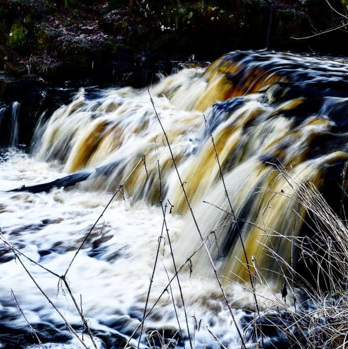 Brusande vattenfall med gult vatten omgivet av barrträd och torrt gräs.