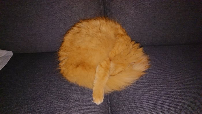 En kurvig röd katt ihoprullad på en grå soffa.