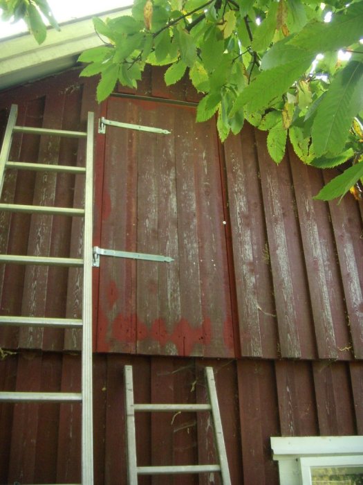 Vindslucka på röd trävägg med stege och lövverk i förgrunden.