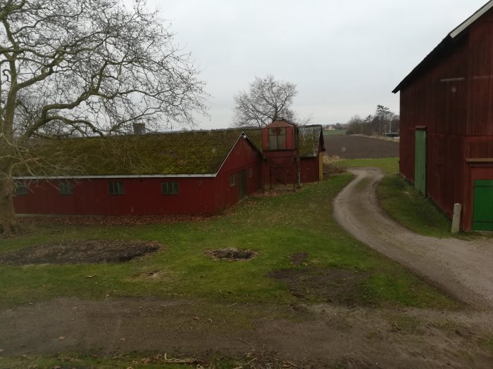 Röd lada med mossa på taket som behöver tvättas, omgiven av träd och en grusväg.