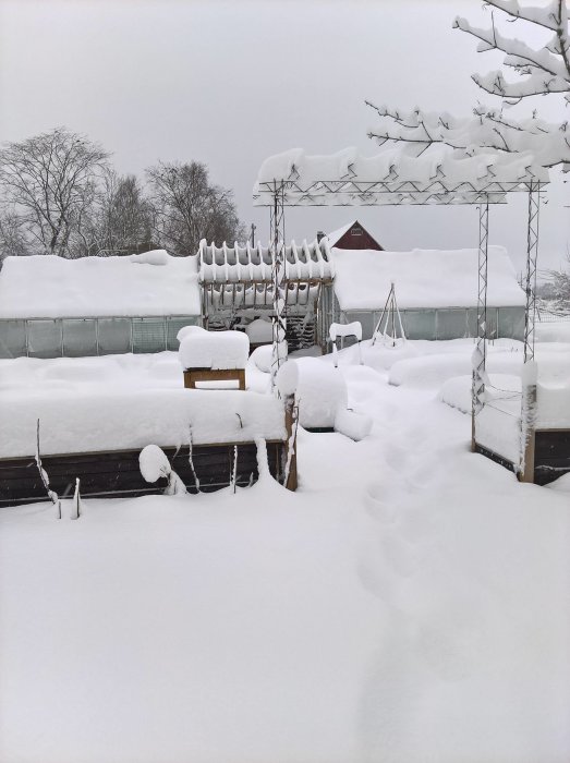 Ett odlingsområde täckt av djup snö med spår som leder till ett snöigt växthus och trädgårdsland.