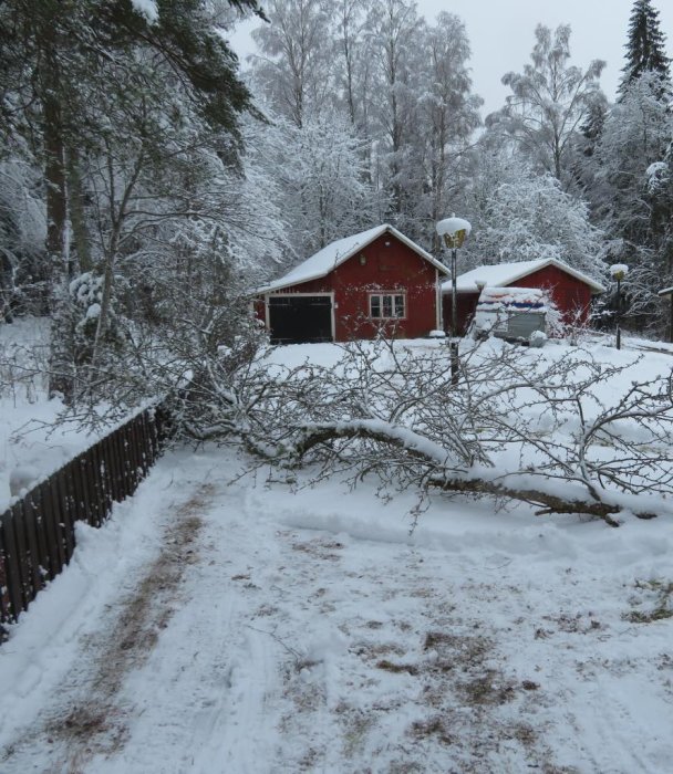 Ett snötäckt landskap med ett omkullfallit träd framför en röd stuga.