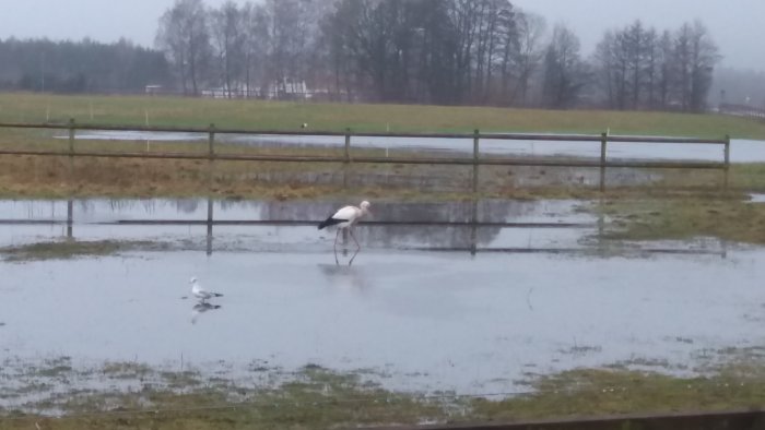 Översvämmat fält med en stork och en mås under regnigt väder.