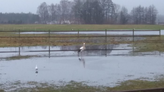 Stork står i vattenfylld äng med en mås, dimmig landsbygdsbakgrund.