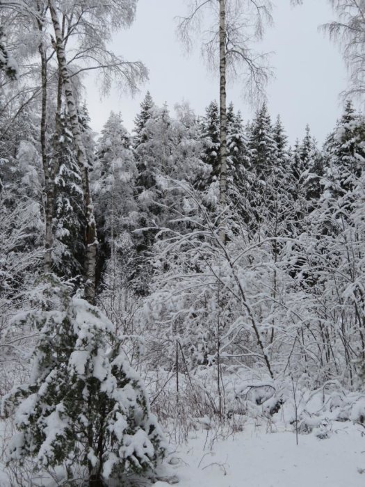 Snötäckt skog med granar och björkar i disig vintermiljö.