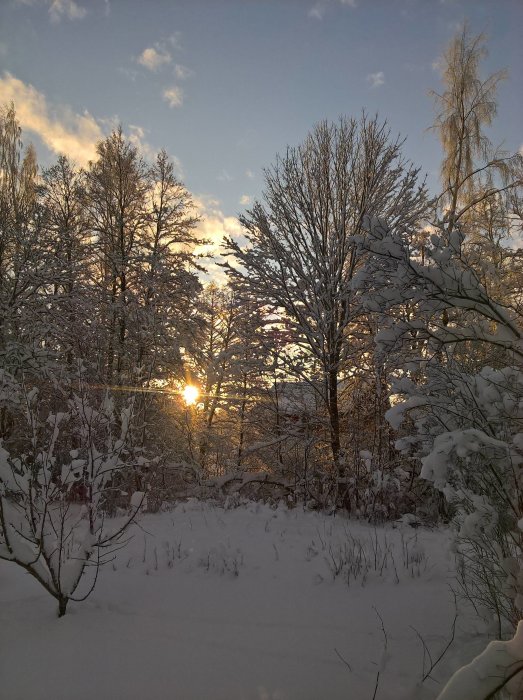 Morgonsol som skiner genom snöbeklädda träd i ett vinterlandskap.
