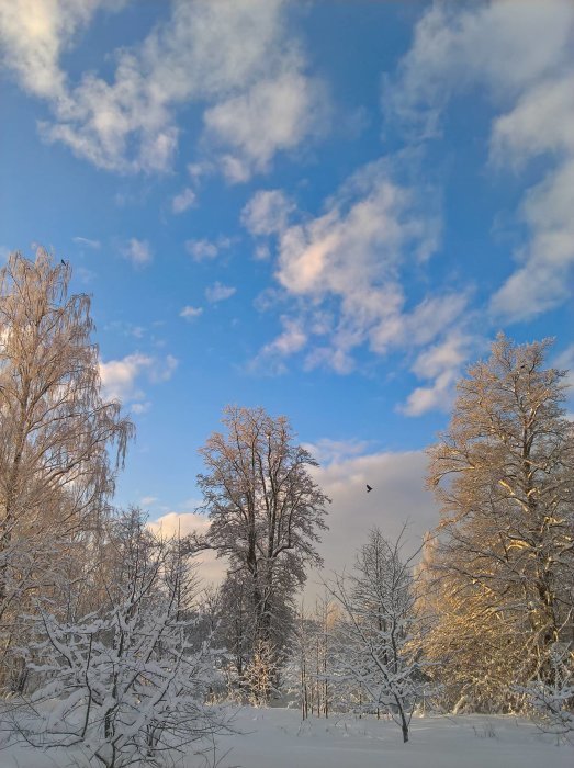 Vinterlandskap med snötäckta träd och blå himmel i morgonsol, Dalarna.