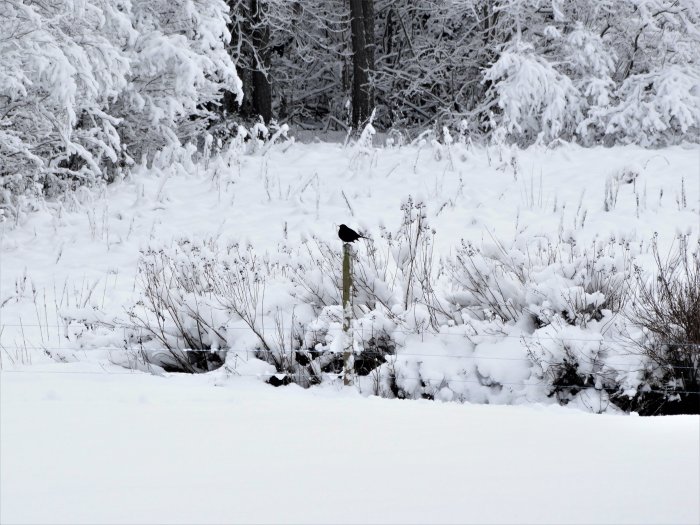 En koltrast på snötäckt mark bland vinterdäckta växter och träd.