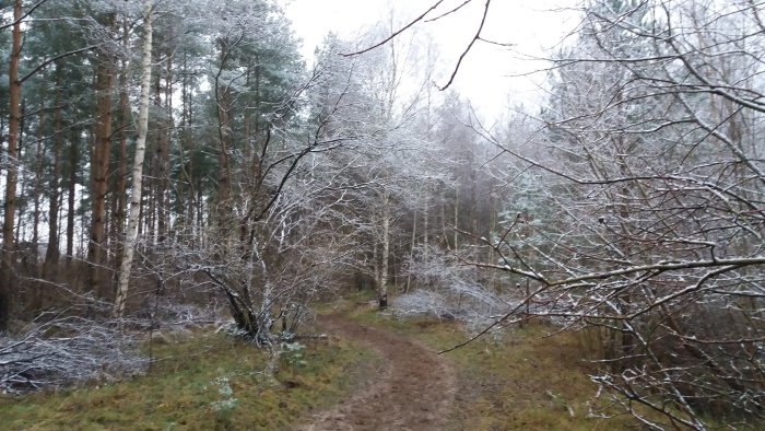 Stig som slingrar sig genom frostig skog med ett tunt lager snö på grenarna.