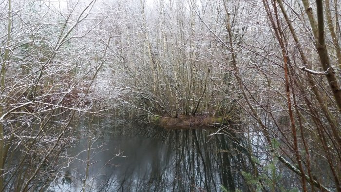 Snöklädda trädgrenar framför en lugn mörk vattendrag i ett vinterlandskap.