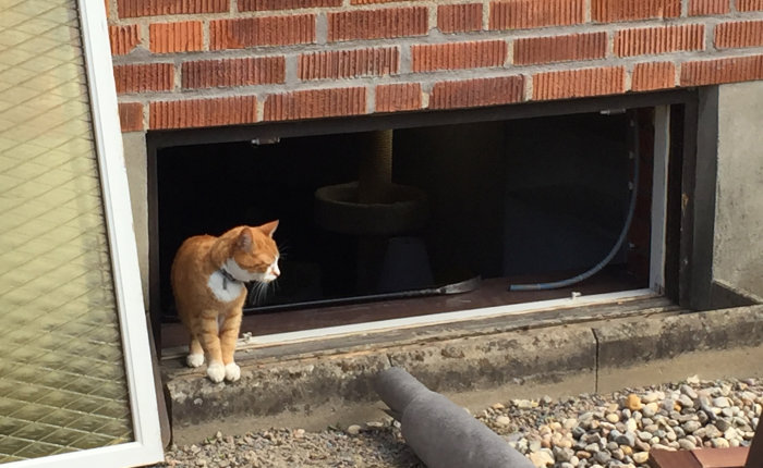 Katt står i öppningen av ett nyinstallerat litet källarfönster med tegel och kiselstenar runtomkring.