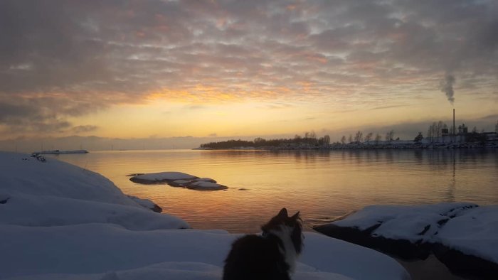 Vinterbild av solnedgång över en sjö med en katts bakdel i förgrunden och snötäckt mark.