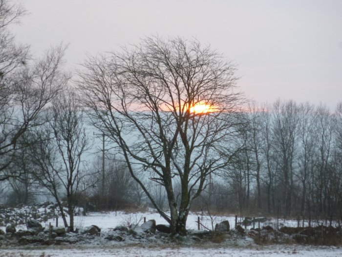 Vinterlandskap med första antydan till solnedgång över snötäckta fält och en trädgrupp.