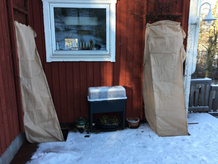 Skyddade blåregn och klematis med brunt pappersskydd på snötäckt veranda vid röd stuga.