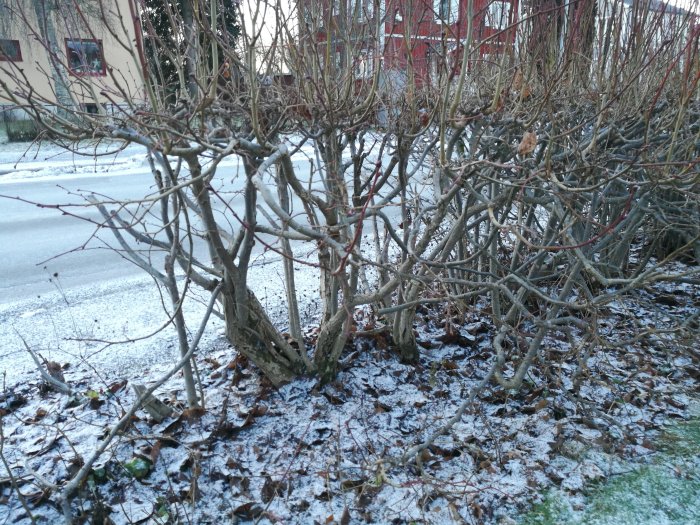 Avlövad häck i vintermiljö med frost på marken och nakna grenar, framför ett hus och en gata.
