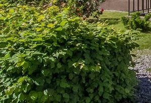 Lummig grön häckplanta längs en tomtgräns, blad i närbild, utan blomning.