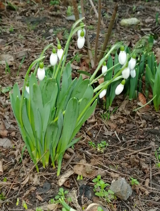 Snödroppar med vita knoppar och gröna blad som blommar i jordbädd.