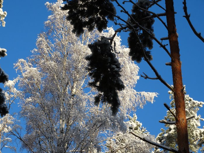 Träd täckta med snö mot en klarblå himmel i solsken.