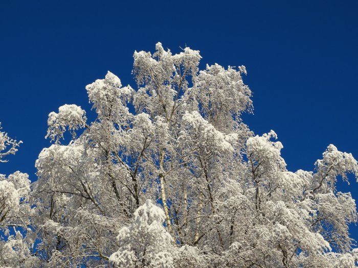 Träd täckta med snö mot en klarblå himmel i soligt väder.