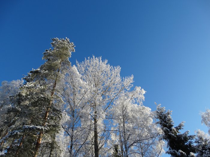 Träd täckta med snö mot en klarblå himmel på en solig dag.